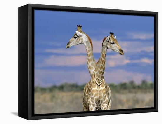 Giraffes (One or Two?), Etosha National Park, Namibia-Tony Heald-Framed Stretched Canvas