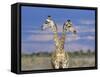 Giraffes (One or Two?), Etosha National Park, Namibia-Tony Heald-Framed Stretched Canvas