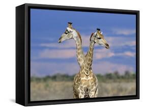 Giraffes (One or Two?), Etosha National Park, Namibia-Tony Heald-Framed Stretched Canvas