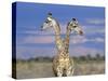 Giraffes (One or Two?), Etosha National Park, Namibia-Tony Heald-Stretched Canvas