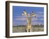 Giraffes (One or Two?), Etosha National Park, Namibia-Tony Heald-Framed Photographic Print