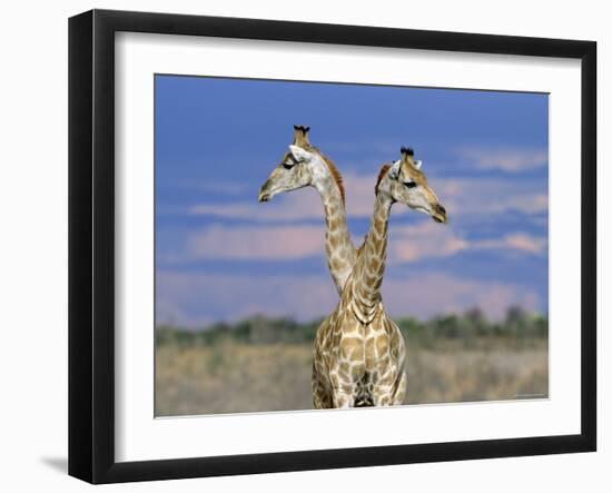 Giraffes (One or Two?), Etosha National Park, Namibia-Tony Heald-Framed Photographic Print