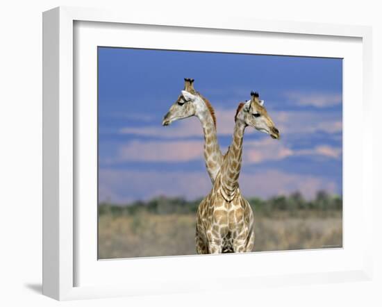 Giraffes (One or Two?), Etosha National Park, Namibia-Tony Heald-Framed Photographic Print