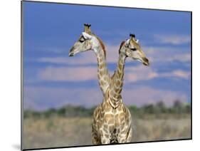 Giraffes (One or Two?), Etosha National Park, Namibia-Tony Heald-Mounted Photographic Print