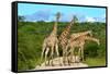 Giraffes Overcrowding,Namibia-Karel Gallas-Framed Stretched Canvas