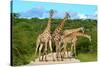 Giraffes Overcrowding,Namibia-Karel Gallas-Stretched Canvas