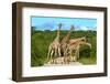 Giraffes Overcrowding,Namibia-Karel Gallas-Framed Photographic Print