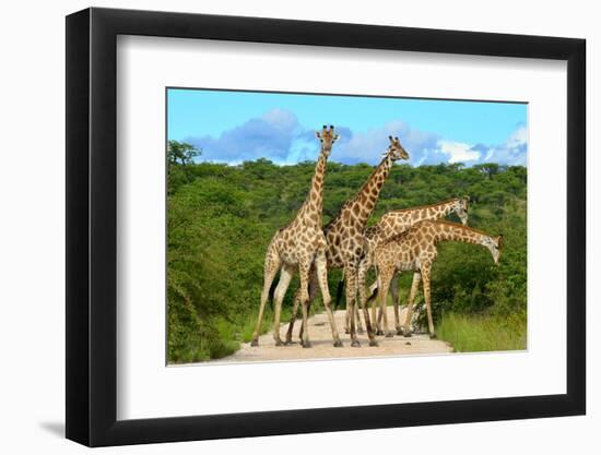 Giraffes Overcrowding,Namibia-Karel Gallas-Framed Photographic Print