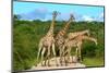 Giraffes Overcrowding,Namibia-Karel Gallas-Mounted Photographic Print