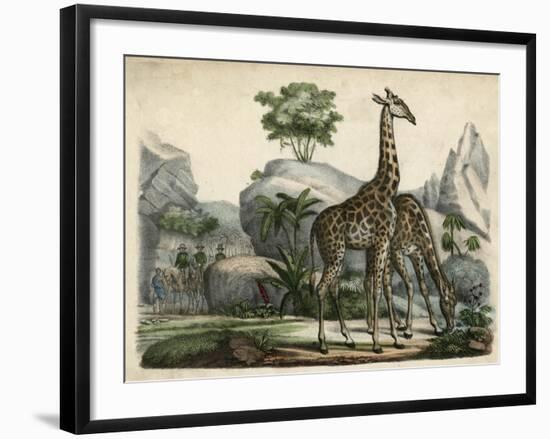 Giraffes Scent Danger-null-Framed Art Print