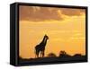 Giraffes, Silhouetted at Sunset, Etosha National Park, Namibia, Africa-Ann & Steve Toon-Framed Stretched Canvas