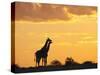 Giraffes, Silhouetted at Sunset, Etosha National Park, Namibia, Africa-Ann & Steve Toon-Stretched Canvas