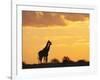 Giraffes, Silhouetted at Sunset, Etosha National Park, Namibia, Africa-Ann & Steve Toon-Framed Photographic Print