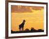 Giraffes, Silhouetted at Sunset, Etosha National Park, Namibia, Africa-Ann & Steve Toon-Framed Photographic Print