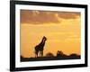 Giraffes, Silhouetted at Sunset, Etosha National Park, Namibia, Africa-Ann & Steve Toon-Framed Photographic Print