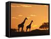 Giraffes, Silhouetted at Sunset, Etosha National Park, Namibia, Africa-Ann & Steve Toon-Framed Stretched Canvas