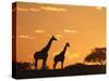 Giraffes, Silhouetted at Sunset, Etosha National Park, Namibia, Africa-Ann & Steve Toon-Stretched Canvas