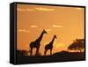 Giraffes, Silhouetted at Sunset, Etosha National Park, Namibia, Africa-Ann & Steve Toon-Framed Stretched Canvas