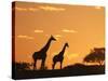 Giraffes, Silhouetted at Sunset, Etosha National Park, Namibia, Africa-Ann & Steve Toon-Stretched Canvas