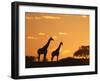 Giraffes, Silhouetted at Sunset, Etosha National Park, Namibia, Africa-Ann & Steve Toon-Framed Photographic Print