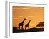 Giraffes, Silhouetted at Sunset, Etosha National Park, Namibia, Africa-Ann & Steve Toon-Framed Photographic Print