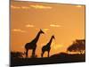 Giraffes, Silhouetted at Sunset, Etosha National Park, Namibia, Africa-Ann & Steve Toon-Mounted Photographic Print