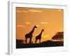 Giraffes, Silhouetted at Sunset, Etosha National Park, Namibia, Africa-Ann & Steve Toon-Framed Photographic Print