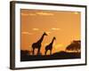 Giraffes, Silhouetted at Sunset, Etosha National Park, Namibia, Africa-Ann & Steve Toon-Framed Photographic Print