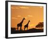 Giraffes, Silhouetted at Sunset, Etosha National Park, Namibia, Africa-Ann & Steve Toon-Framed Photographic Print