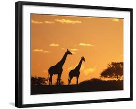 Giraffes, Silhouetted at Sunset, Etosha National Park, Namibia, Africa-Ann & Steve Toon-Framed Photographic Print