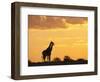 Giraffes, Silhouetted at Sunset, Etosha National Park, Namibia, Africa-Ann & Steve Toon-Framed Photographic Print