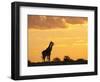 Giraffes, Silhouetted at Sunset, Etosha National Park, Namibia, Africa-Ann & Steve Toon-Framed Photographic Print