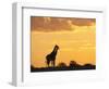 Giraffes, Silhouetted at Sunset, Etosha National Park, Namibia, Africa-Ann & Steve Toon-Framed Photographic Print