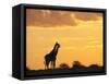 Giraffes, Silhouetted at Sunset, Etosha National Park, Namibia, Africa-Ann & Steve Toon-Framed Stretched Canvas