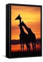 Giraffes Silhouettes at Sunset-null-Framed Stretched Canvas