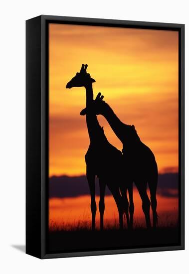 Giraffes Silhouettes at Sunset-null-Framed Stretched Canvas