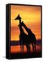 Giraffes Silhouettes at Sunset-null-Framed Stretched Canvas