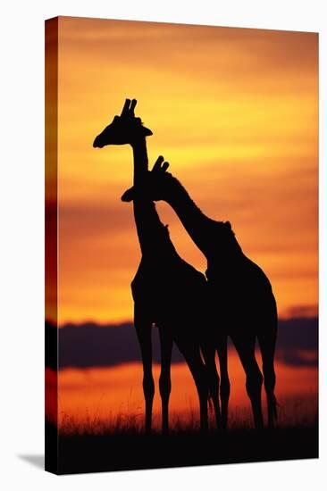 Giraffes Silhouettes at Sunset-null-Stretched Canvas