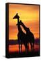 Giraffes Silhouettes at Sunset-null-Framed Stretched Canvas