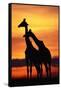 Giraffes Silhouettes at Sunset-null-Framed Stretched Canvas