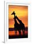 Giraffes Silhouettes at Sunset-null-Framed Photographic Print