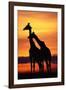 Giraffes Silhouettes at Sunset-null-Framed Photographic Print