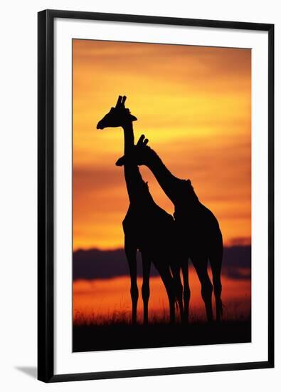 Giraffes Silhouettes at Sunset-null-Framed Photographic Print