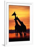 Giraffes Silhouettes at Sunset-null-Framed Photographic Print