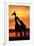 Giraffes Silhouettes at Sunset-null-Framed Photographic Print