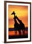 Giraffes Silhouettes at Sunset-null-Framed Photographic Print