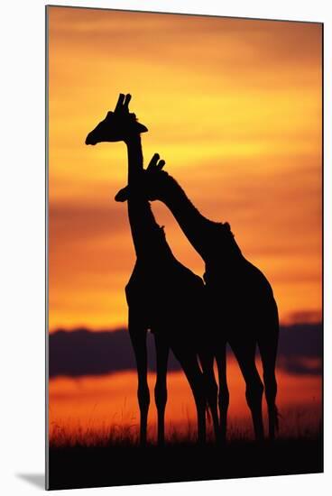 Giraffes Silhouettes at Sunset-null-Mounted Photographic Print