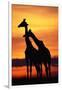 Giraffes Silhouettes at Sunset-null-Framed Photographic Print