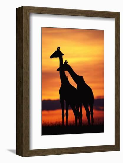 Giraffes Silhouettes at Sunset-null-Framed Photographic Print