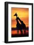 Giraffes Silhouettes at Sunset-null-Framed Photographic Print